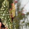 Beautiful variegated begonia macula pink. Not a juvenile