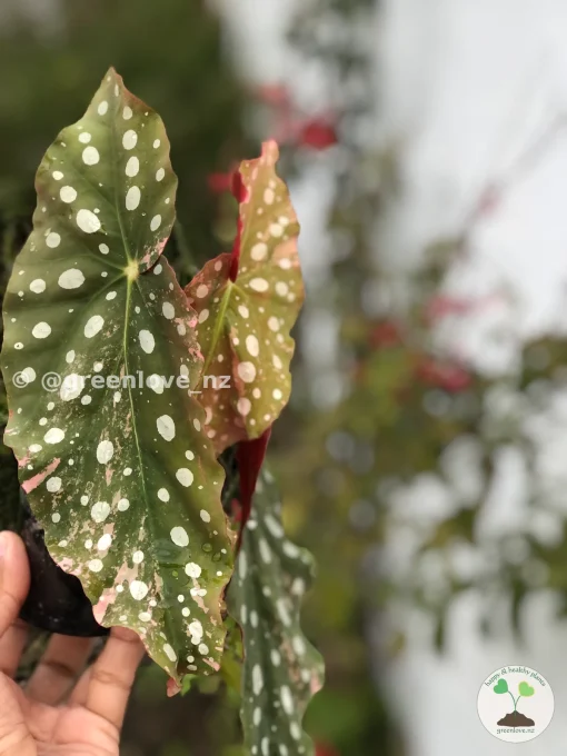 Beautiful variegated begonia macula pink. Not a juvenile