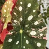 Beautiful variegated begonia macula pink. Not a juvenile