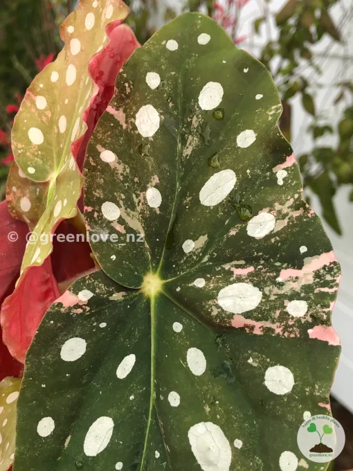 Beautiful variegated begonia macula pink. Not a juvenile