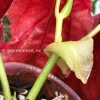 Image showing new growths of the beautiful variegated begonia macula pink. Not a juvenile