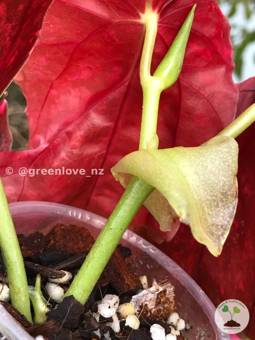 Image showing new growths of the beautiful variegated begonia macula pink. Not a juvenile