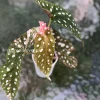 Beautiful variegated begonia macula pink. Not a juvenile