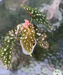 Beautiful variegated begonia macula pink. Not a juvenile