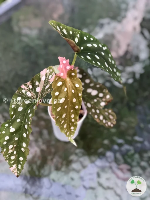 Beautiful variegated begonia macula pink. Not a juvenile