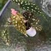 Image of a Beautiful variegated begonia macula pink. Not a juvenile