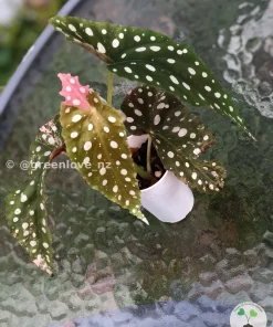 Image of a Beautiful variegated begonia macula pink. Not a juvenile