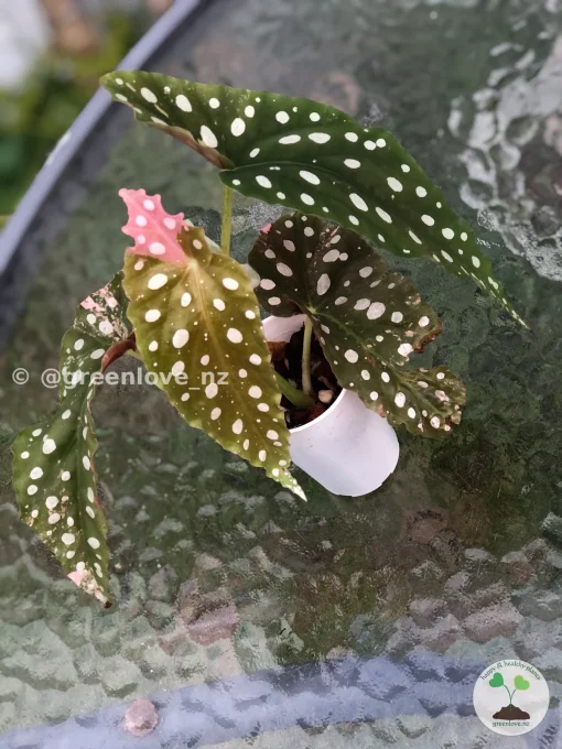 Image of a Beautiful variegated begonia macula pink. Not a juvenile