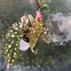 Image of Beautiful variegated begonia macula pink. Not a juvenile