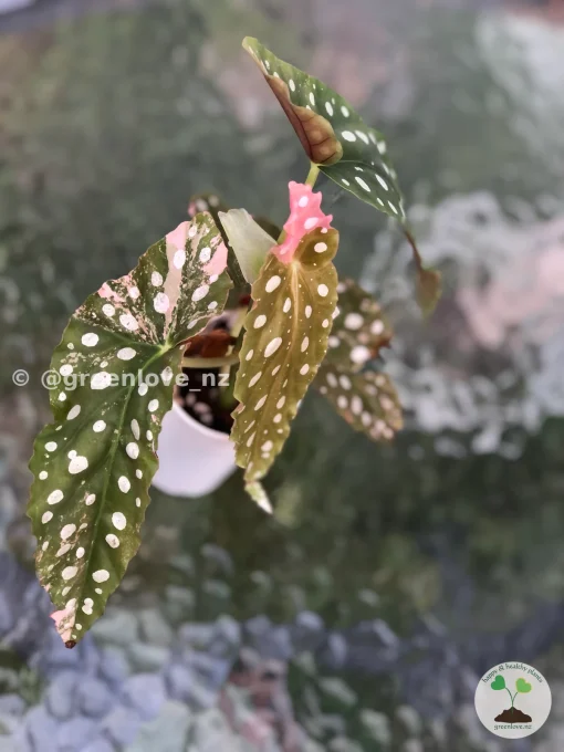 Image of Beautiful variegated begonia macula pink. Not a juvenile