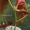 Image of Beautiful variegated begonia macula pink backside. Not a juvenile