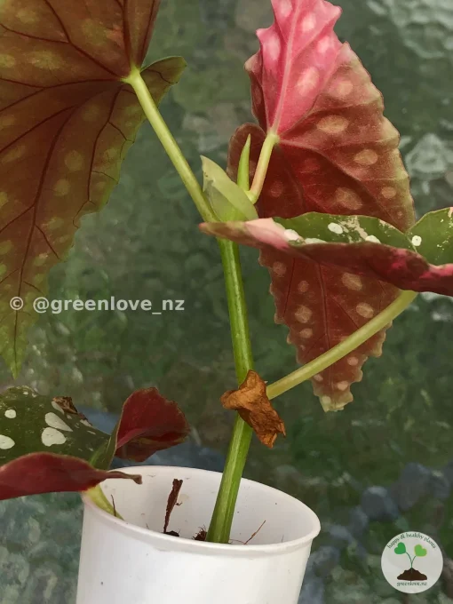 Image of Beautiful variegated begonia macula pink backside. Not a juvenile