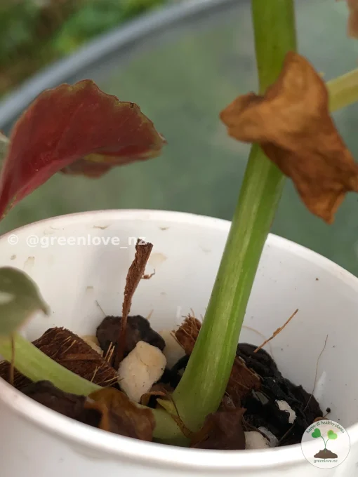 Image of Beautiful variegated begonia macula pink.