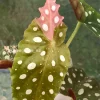 Image of a Beautiful variegated begonia macula pink
