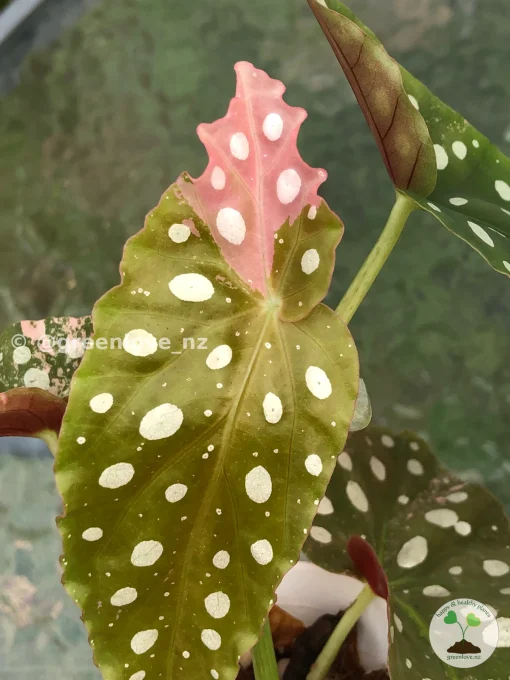 Image of a Beautiful variegated begonia macula pink