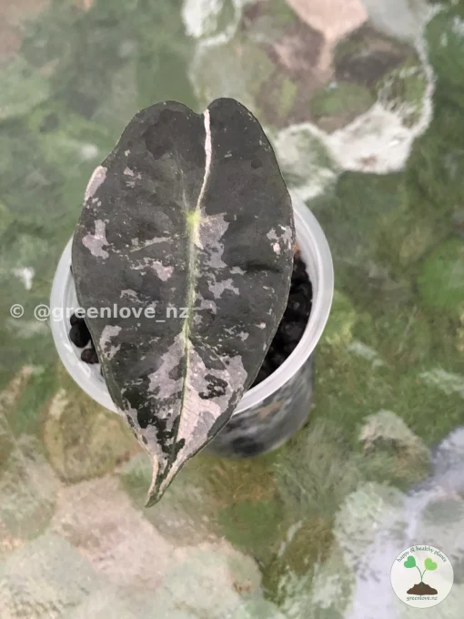 Image of an Amazonica Pink Variegated