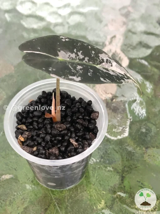 Image of an Amazonica Pink Variegated