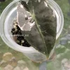 Image of an Amazonica Pink Variegated