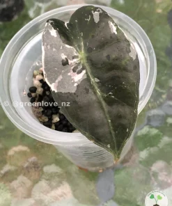 Image of an Amazonica Pink Variegated