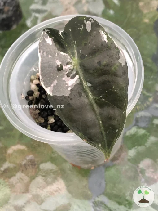 Image of an Amazonica Pink Variegated