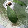 Hoya clemensiorum