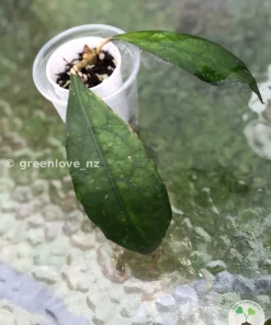 Hoya clemensiorum