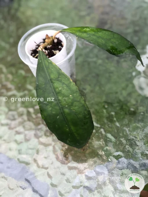 Hoya clemensiorum