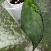 Hoya clemensiorum