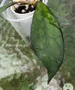 Hoya clemensiorum
