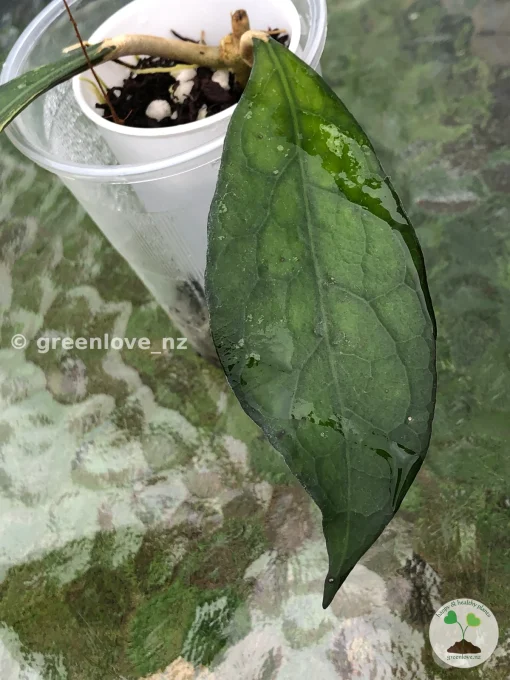 Hoya clemensiorum