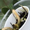 Hoya clemensiorum