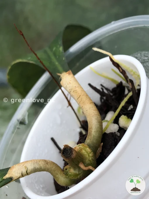 Hoya clemensiorum
