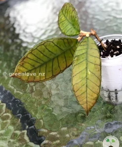 Image of a beautiful Hoya Gunung Gading three leaves plant