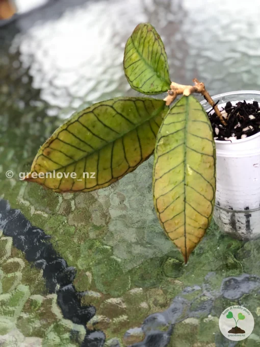 Image of a beautiful Hoya Gunung Gading three leaves plant