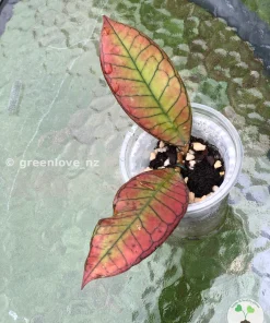 Image of a beautiful Hoya Gunung Gading
