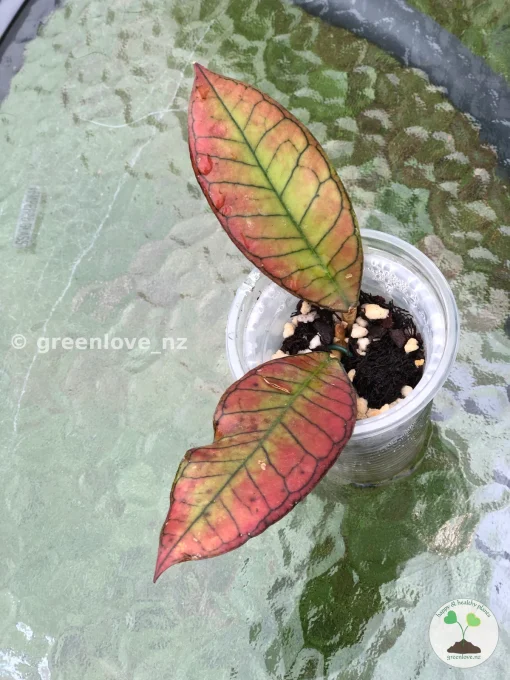 Image of a beautiful Hoya Gunung Gading