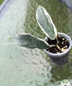 Image of an Archboldiana Albo plant @greenlove_nz