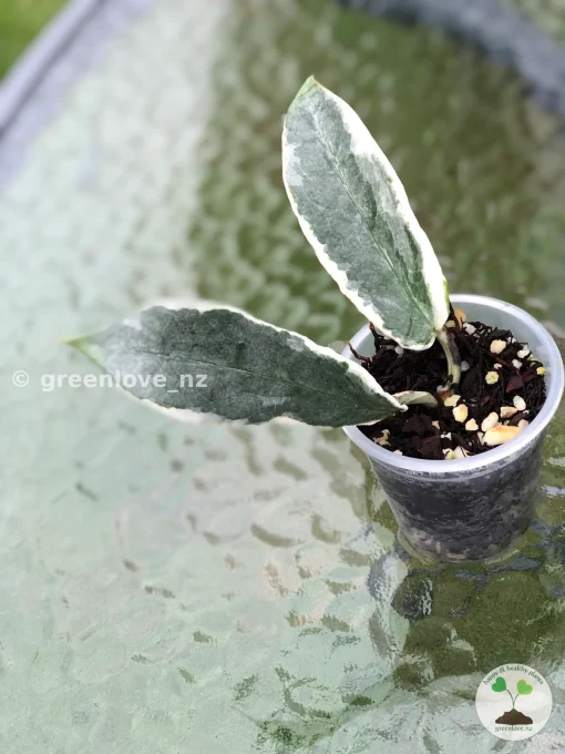 Image of an Archboldiana Albo plant @greenlove_nz