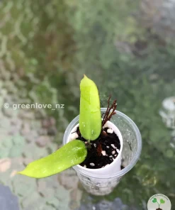 Hoya Pandurata Splash