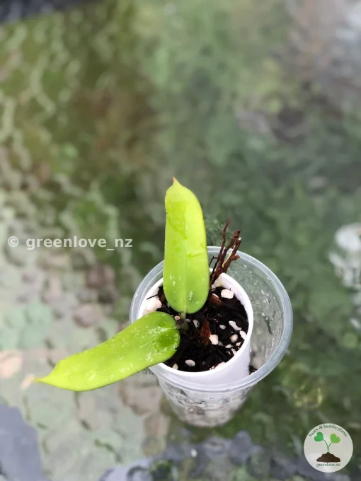 Hoya Pandurata Splash