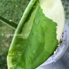 Variegated Chiapense