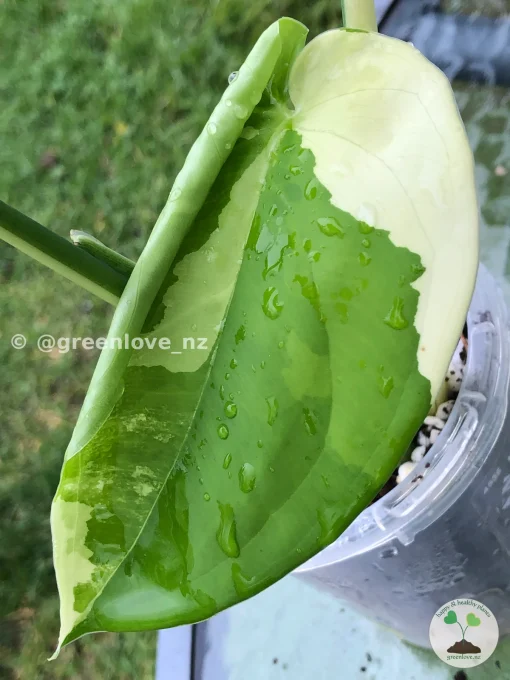 Variegated Chiapense