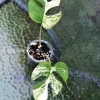 Image of a Variegated Minima