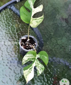 IMG_7023 Image of a Variegated Minima
