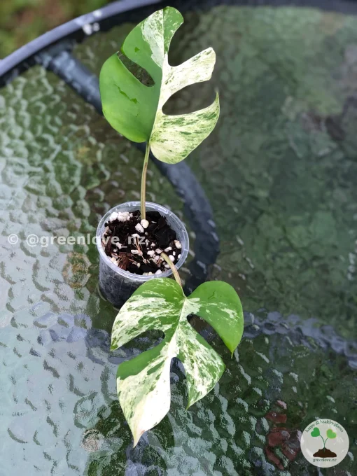 Image of a Variegated Minima