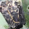 Image of a Variegated Minima roots