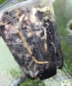 Image of a Variegated Minima roots