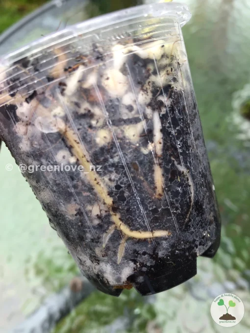 Image of a Variegated Minima roots