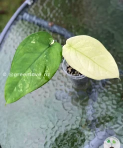 Variegated Syngonium Chiapense