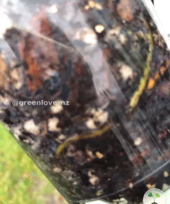 Image of the roots of a Variegated Syngonium Chiapense